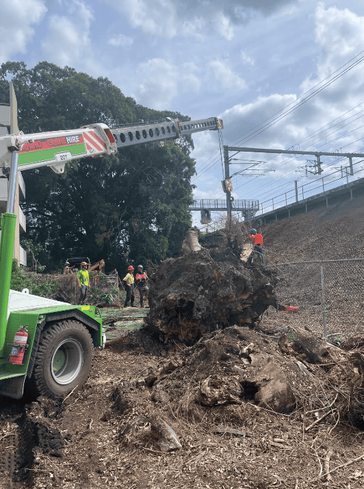 Fig Tree Removal