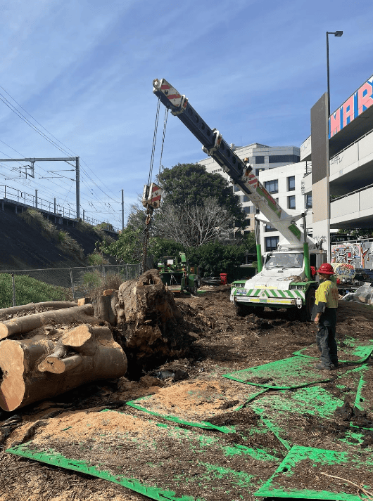 Fig Tree Removal